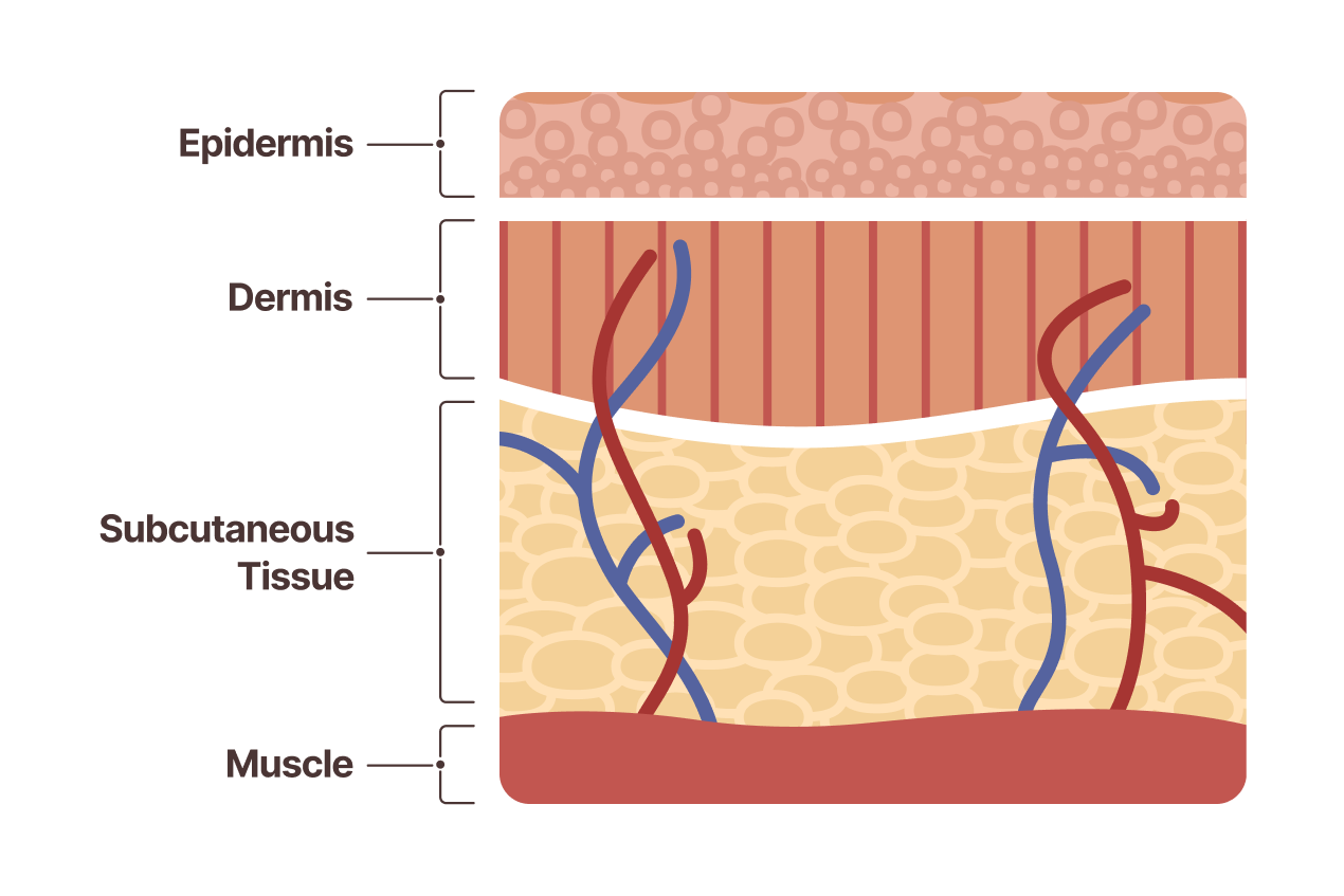 A skin diagram illustrating the various layers of your skin, which influence the best sunscreen in Winter Garden.